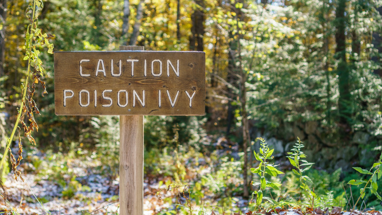 wooden sign for poison ivy in the woods