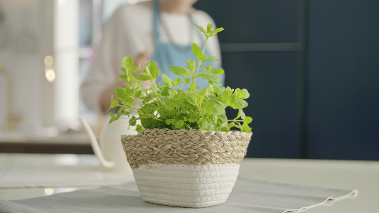 Marjoram growing in a pot on a kitchen counter.