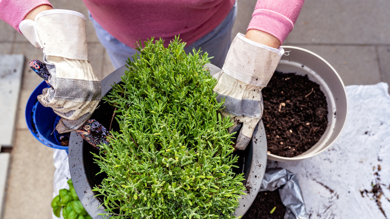 Woman transplanting lavender into a pot with soil.