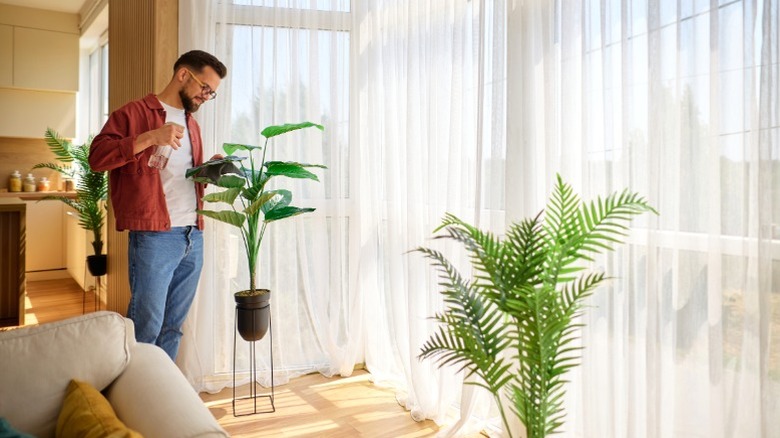 A man spraying living room houseplants near large windows