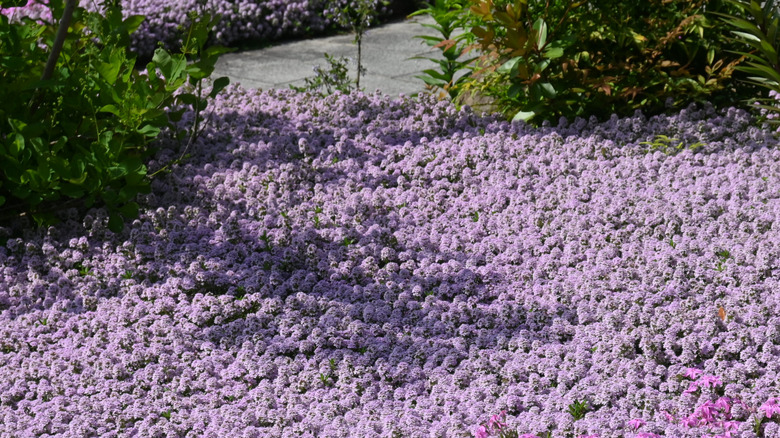 Creeping thyme ground cover in full purple bloom