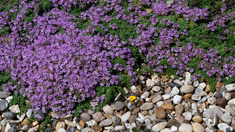 Creeping thyme next to gravel