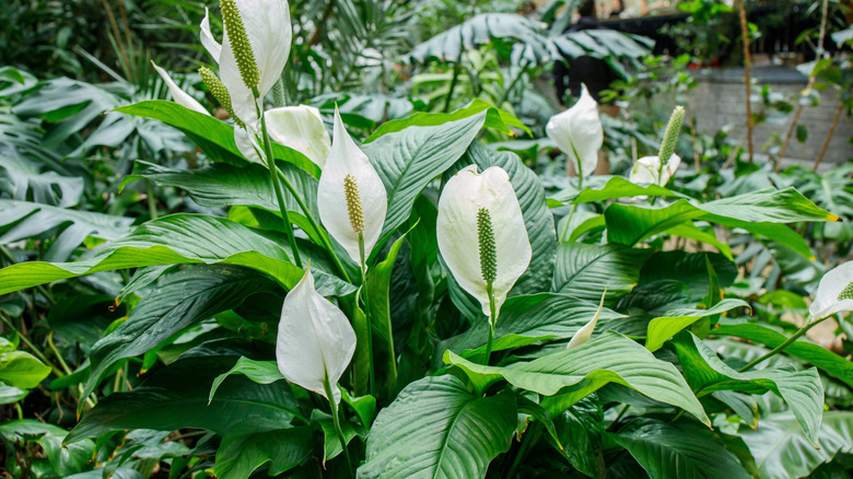 Peace lilies growing in an outdoor garden
