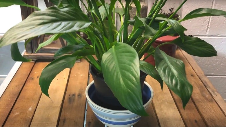 Potted peace lily in a bowl of water for bottom watering