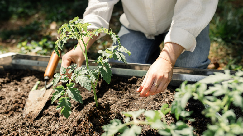 Tomatoes are being planted in a garden bed alongside other plants.