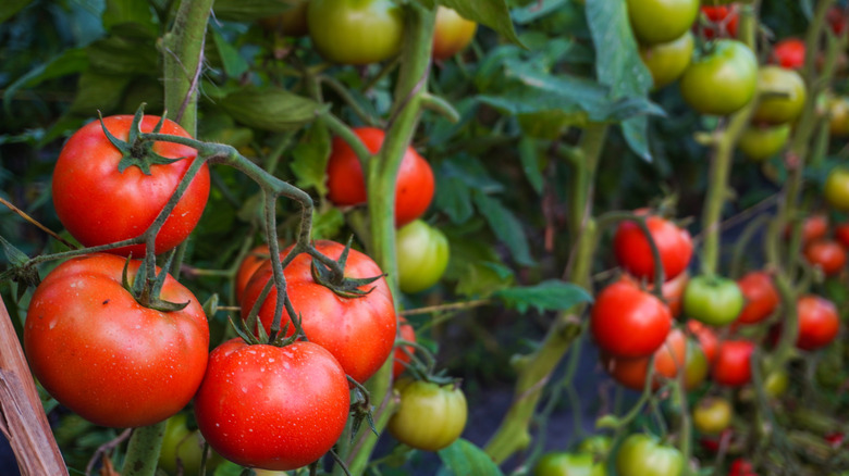 A crop of tomatoes extends well into the background, with healthy red and green fruits in view.
