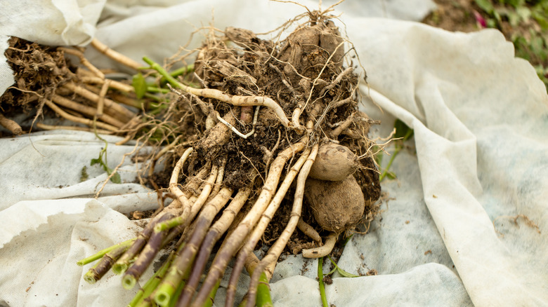 Clump of Dahlia tubers on a cloth in a garden