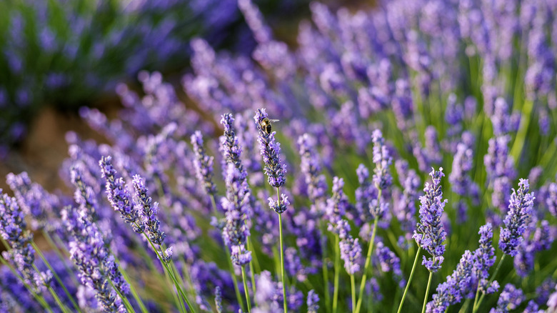 A bee perches on a lavender flower amid the shrub