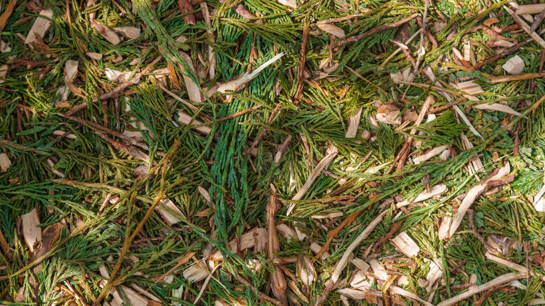 Mulch from evergreen branches is laid on the ground