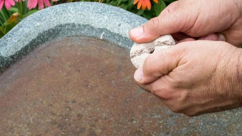 Man breaking mosquito dunk to put in bird bath