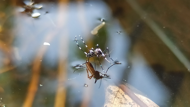 A mosquito sitting on the surface of the water