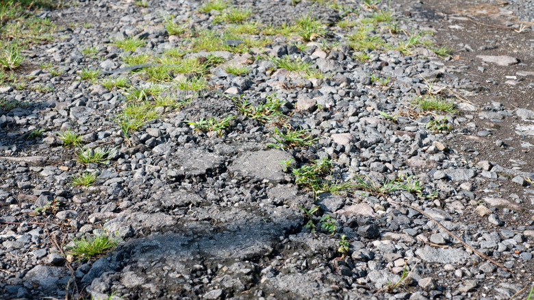 rocky road with overgrown weeds