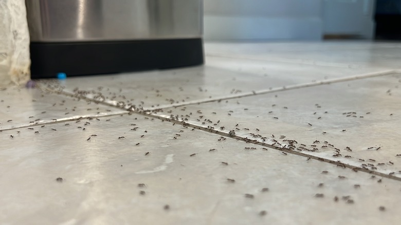 ant infestation in a home