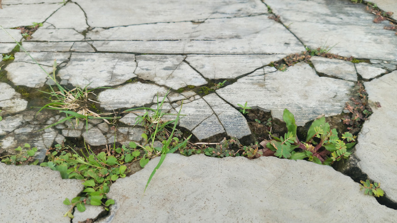 Weeds growing out cracked concrete patio