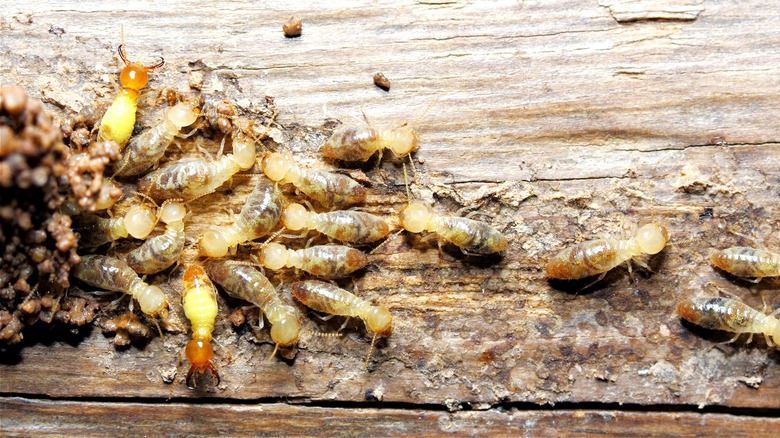 termites inside house