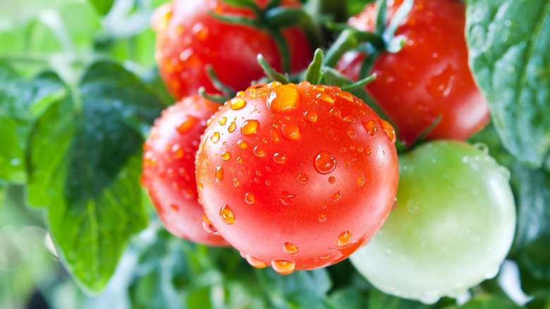 cherry tomatoes on vine