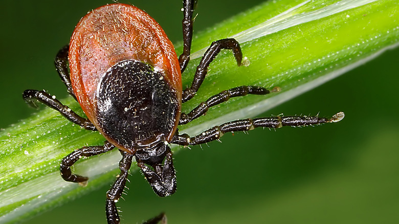 Close-up of a tick on a blade of grass