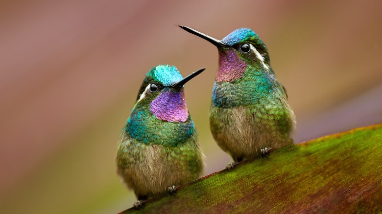 two hummingbirds on leaf