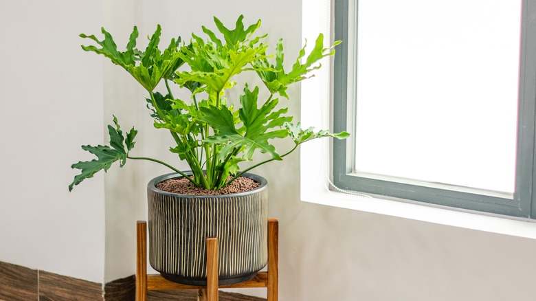  Split-Leaf Philodendron in planter