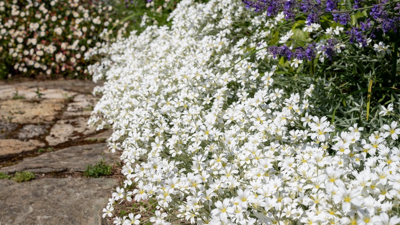 Cerastium tomentosum in garden