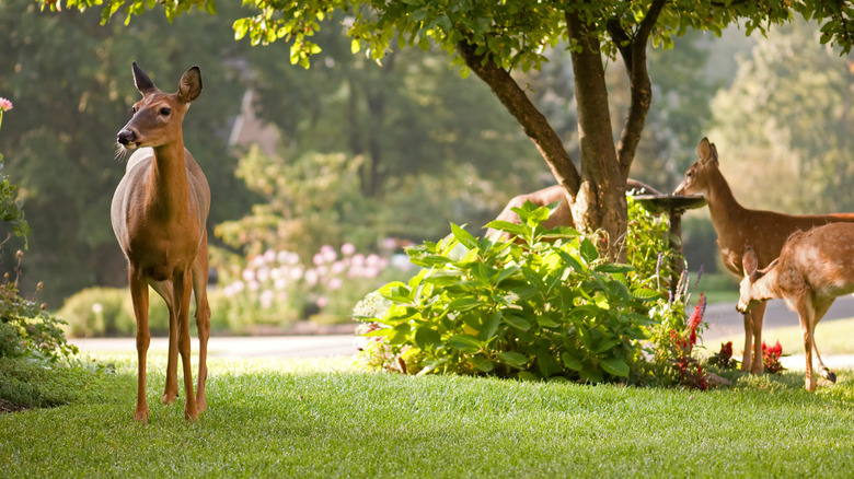 deer in garden