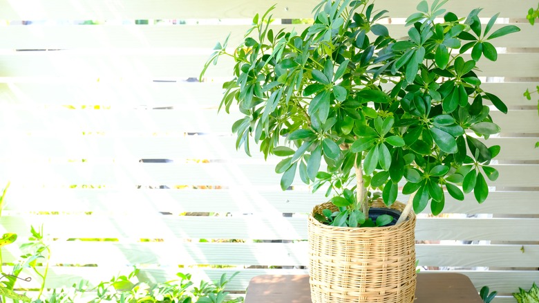 sunlight on potted umbrella tree