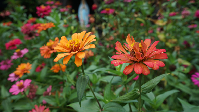 Brightly colored zinnias in a flower garden