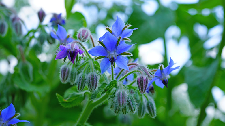 Pretty blue borage flowers against green leaves