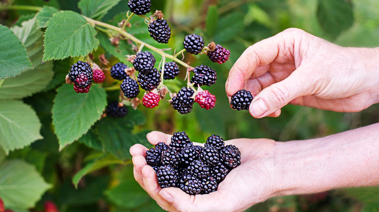 Close up of woman picking fresh blackberries from a blackberry bush