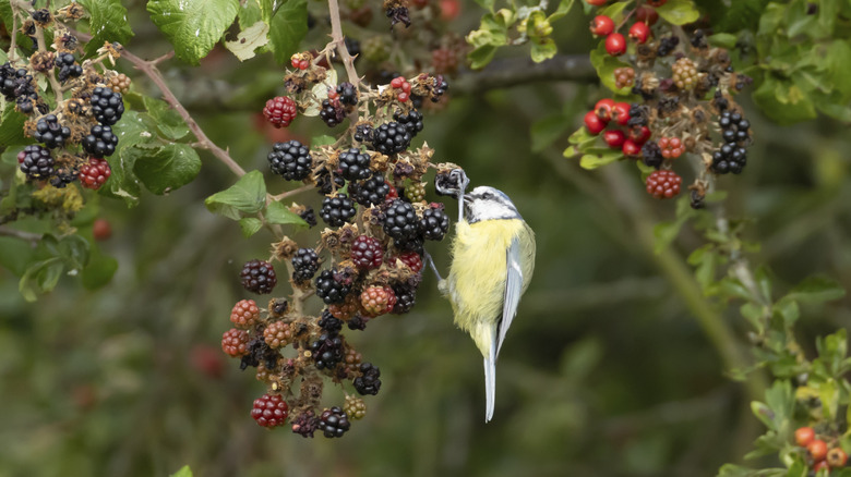 Close up of a small yellow bird feeding on berries from a blackberry bush