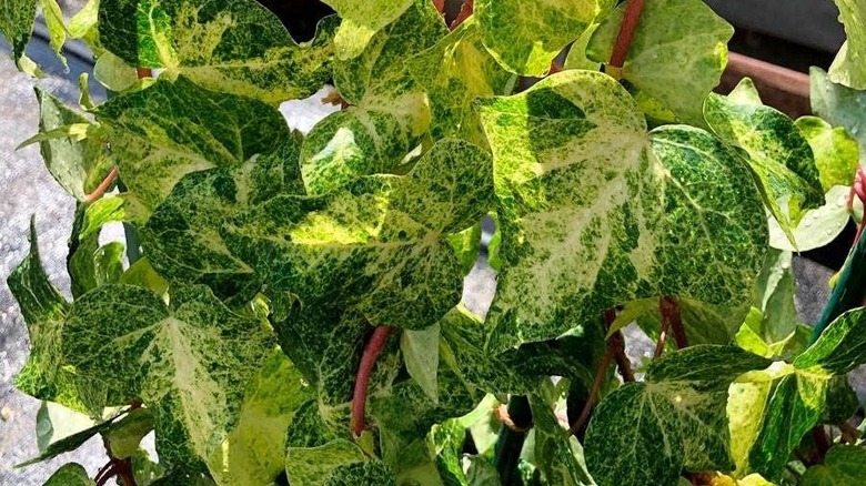 A close up view of the mottled deep and lime green foliage of the Tropical Blizzard ivy cultivar.