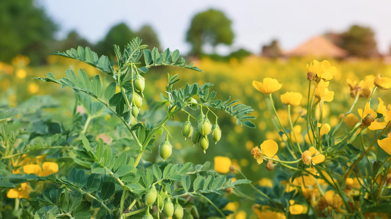 cover crop of chickpeas growing in a field