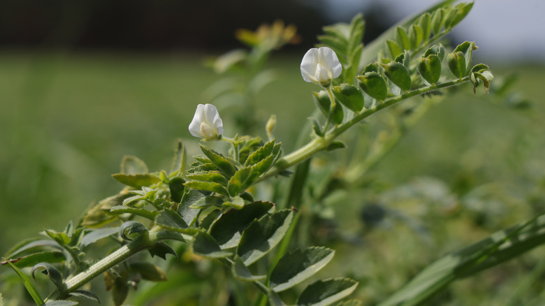 Chickpea plant that is nitrogen-fixing and drought-tolerant blooming in a field