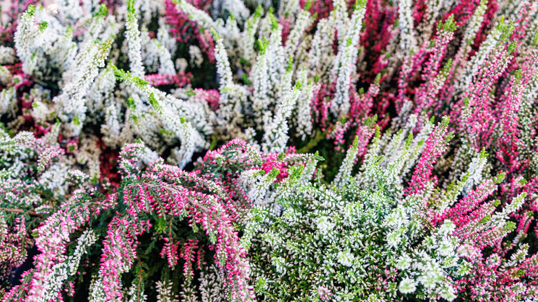 Dense carpet of Winter heath with white and pink blooms