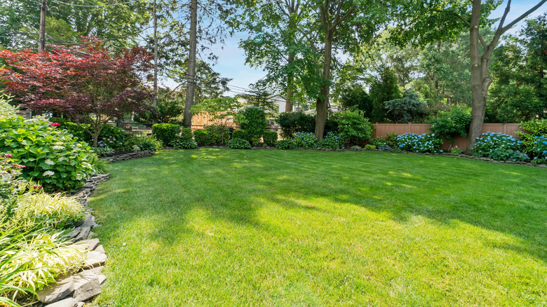 A plain backyard with bushes bordering the edge