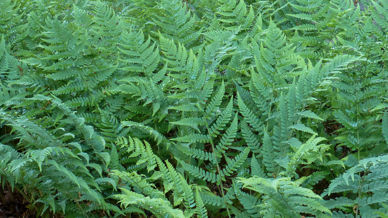 A colony of Marginal Wood Fern