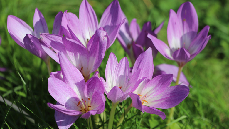 Purple Autumn crocus in bloom