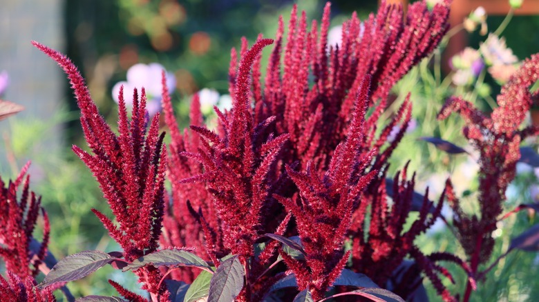 amaranth plants