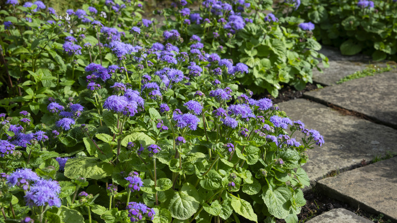 floss flowers growing next to stepping stones