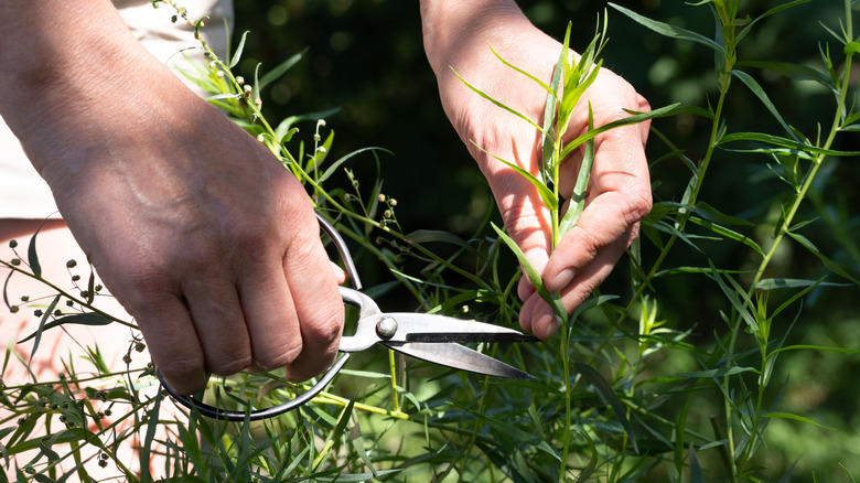 Hands cutting fresh tarragon
