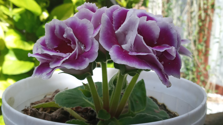 A purple-flowering gloxinia growing in a white plastic planter on a sunny windowsill.