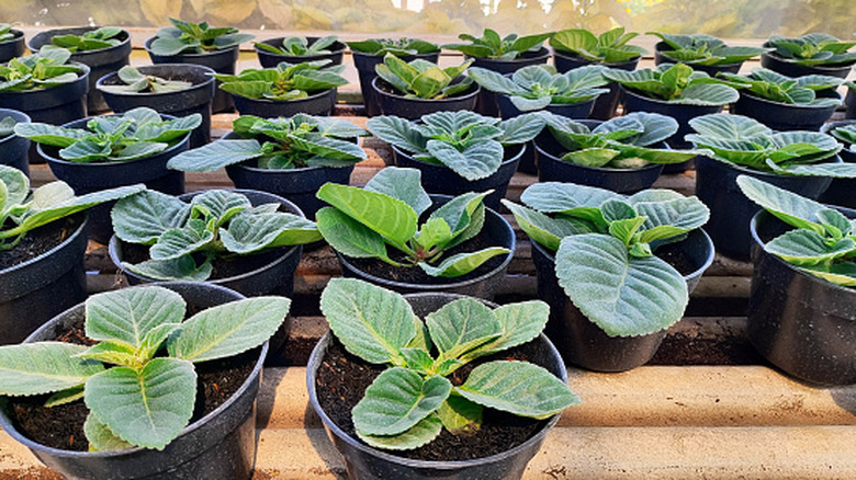 Gloxinia seedlings growing in black plastic pots.