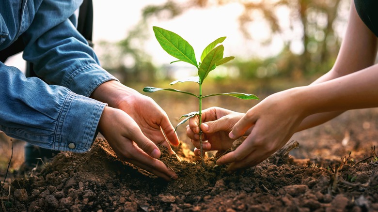Two pairs of hands planting a tree in yard