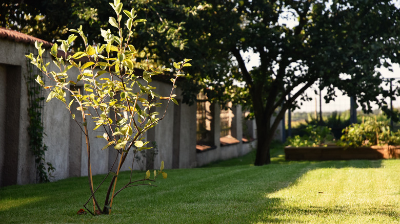 Young juneberry tree growing in yard