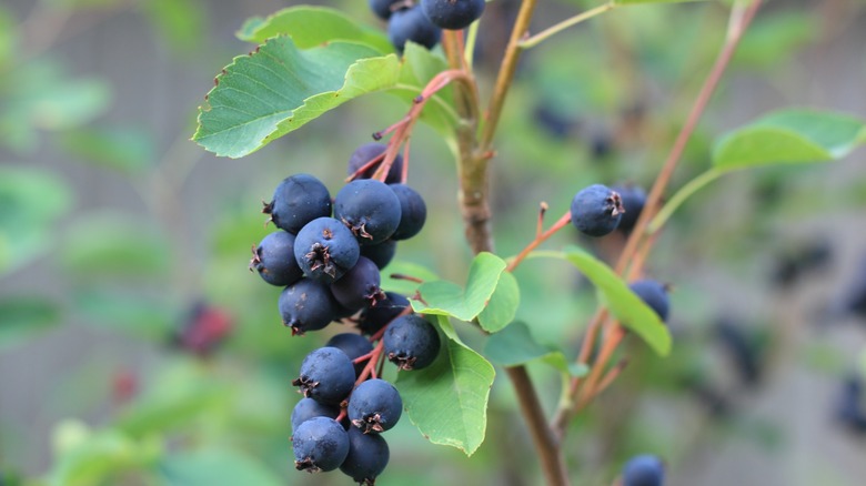 Juneberry ripe fruit among leaves