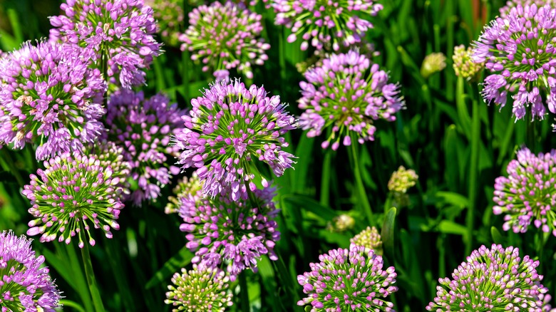 Nodding wild onions in bloom