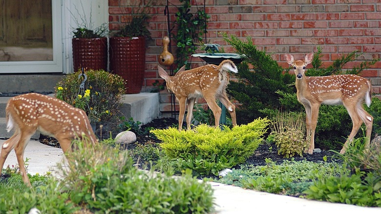 Young deer grazing in cultivated landscape