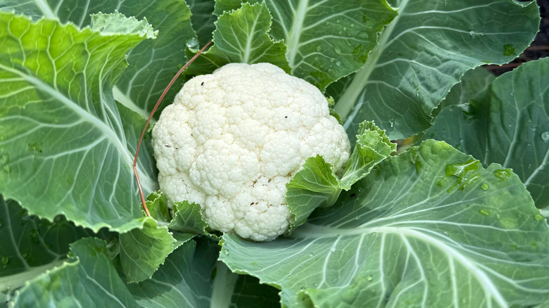 A healthy cauliflower plant with a developing head almost ready to harvest