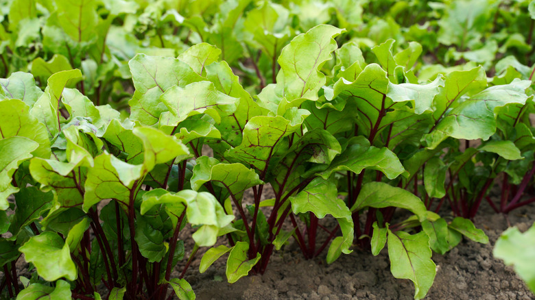 A healthy crop of young beet plants in the garden