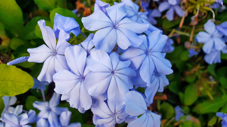 a plumbago flower blooms in the garden